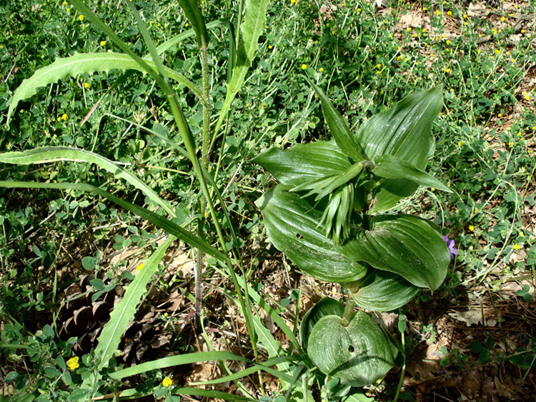 Pianta a foglia larga - Epipactis sp.